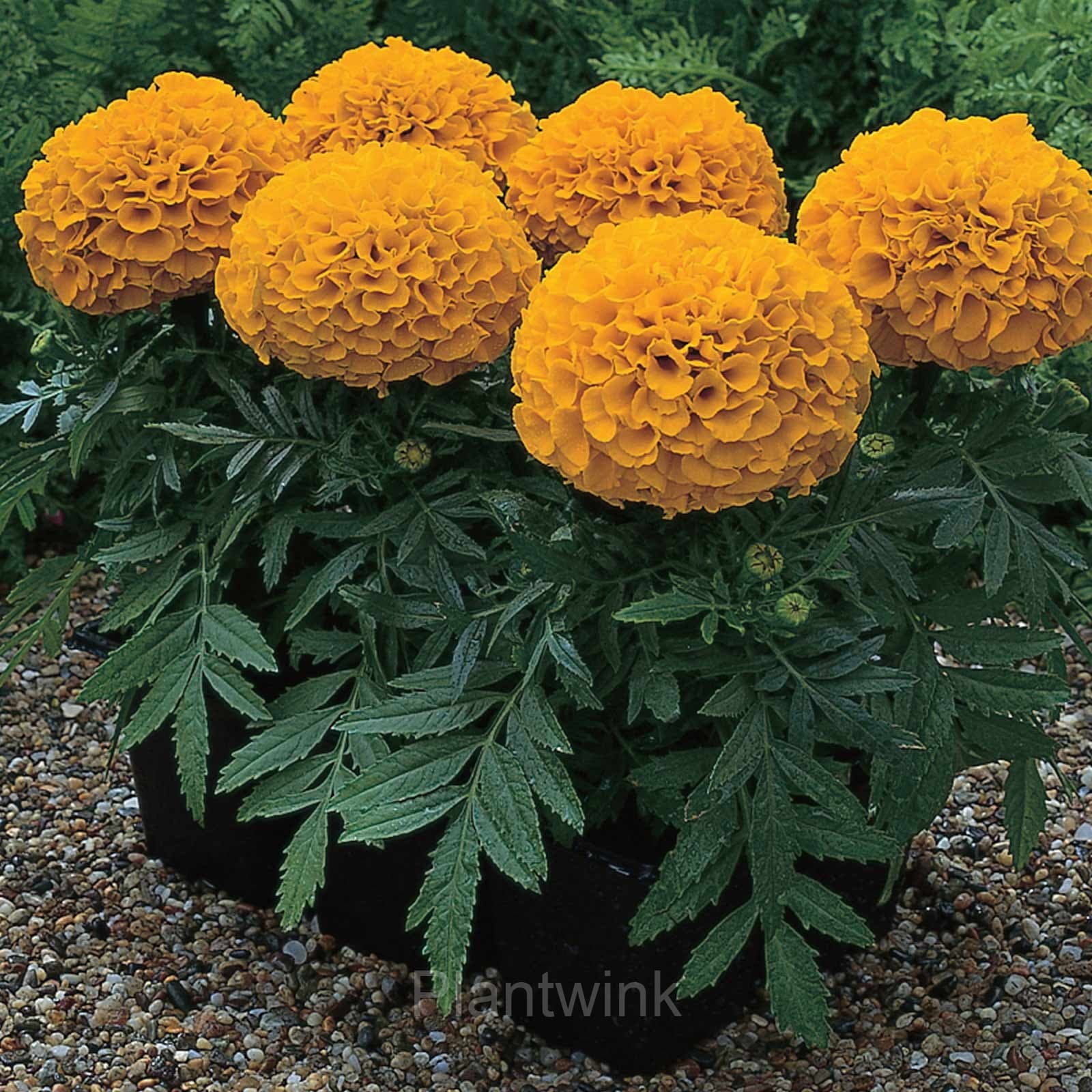 Marigold Seed - View 8