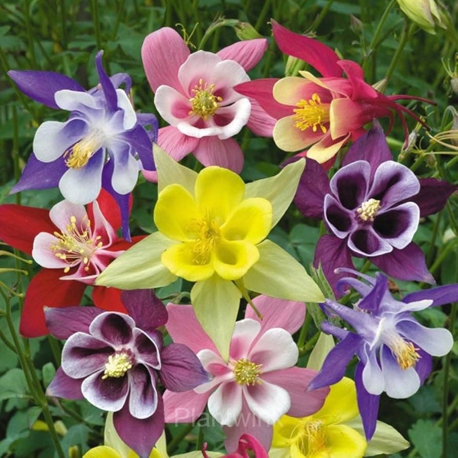 Columbine Seed - Main