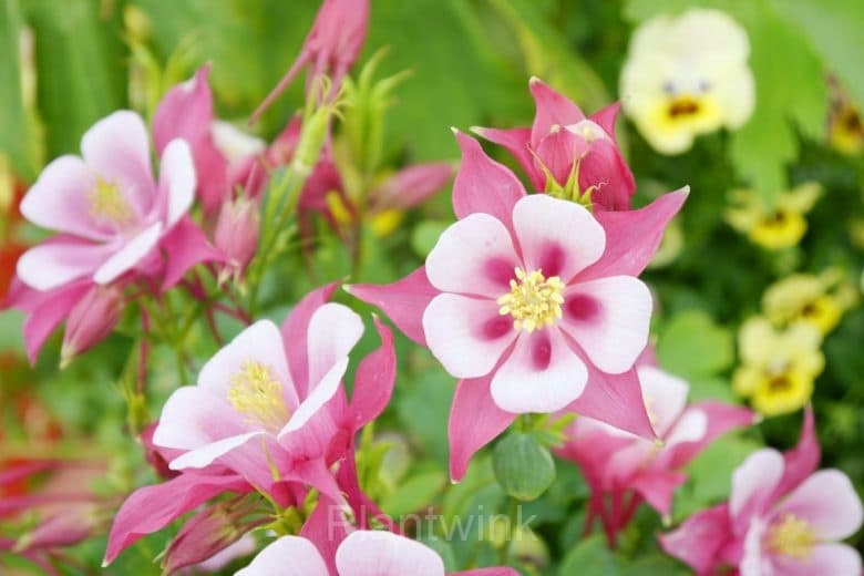 Columbine Seed - Alt