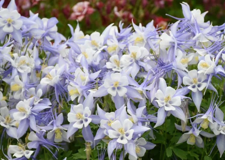 Columbine Seed - View 7