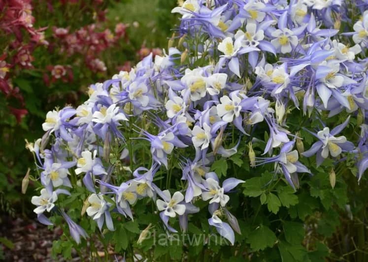 Columbine Seed - View 6