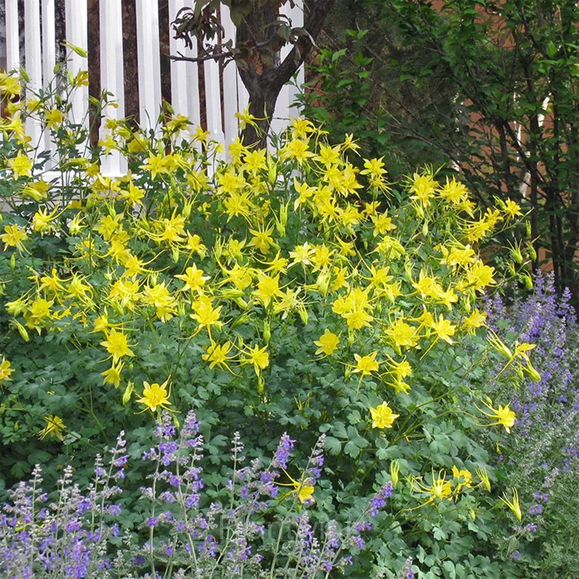 Columbine Seed - View 5