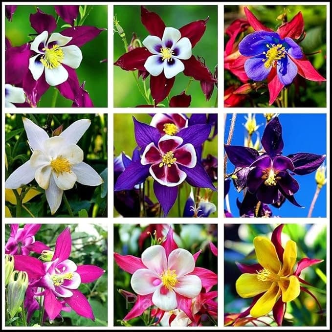 Columbine Seed - View 4
