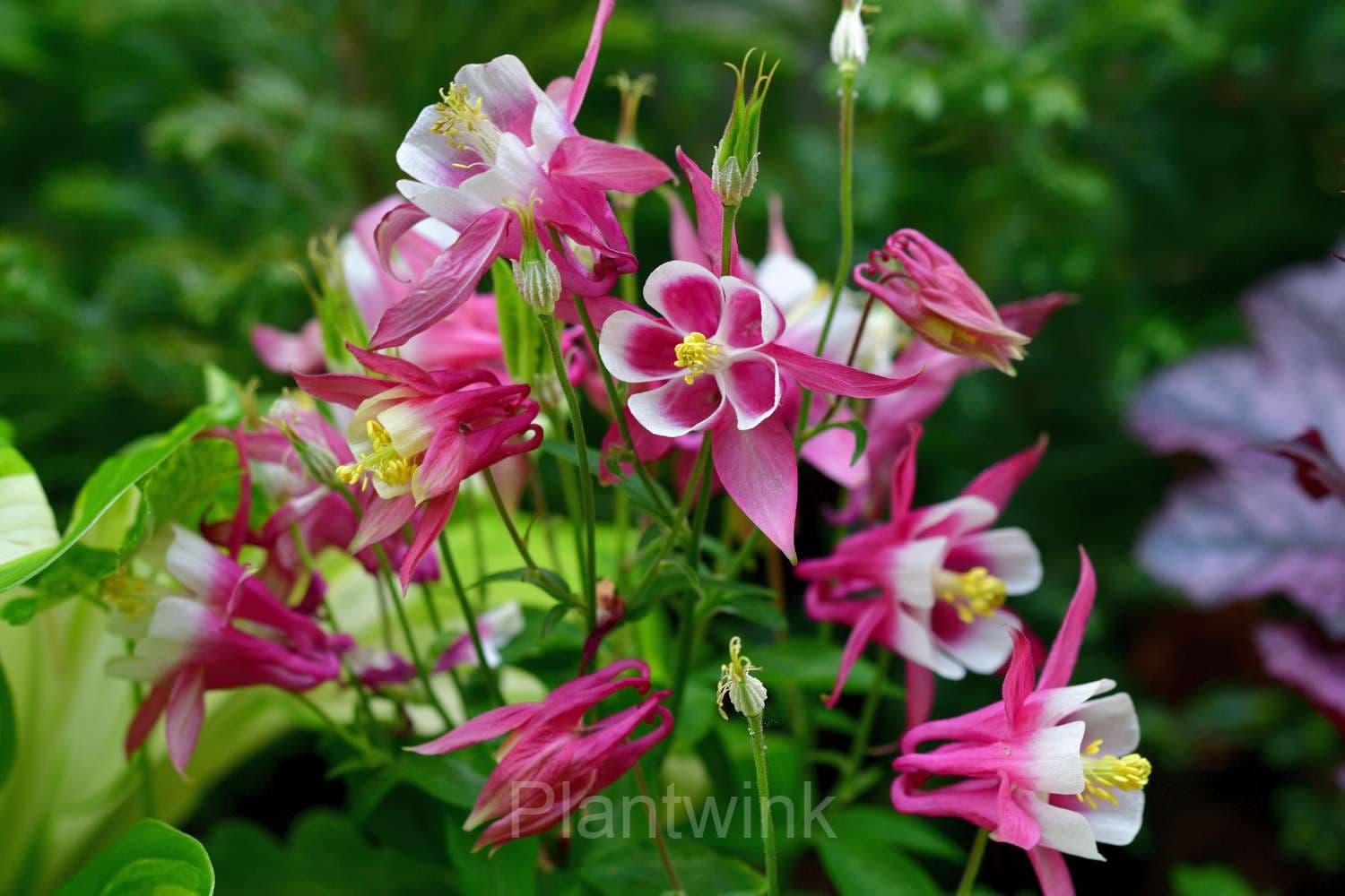 Columbine Seed - View 3