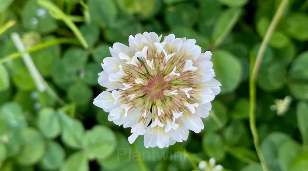 White Clover Seed - Main