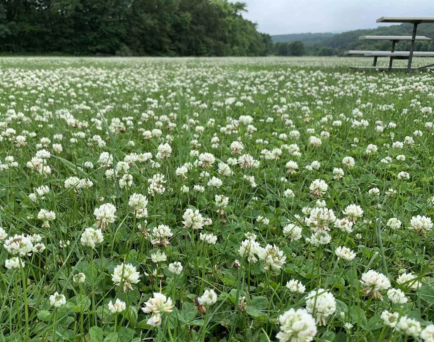 White Clover Seed - Alt