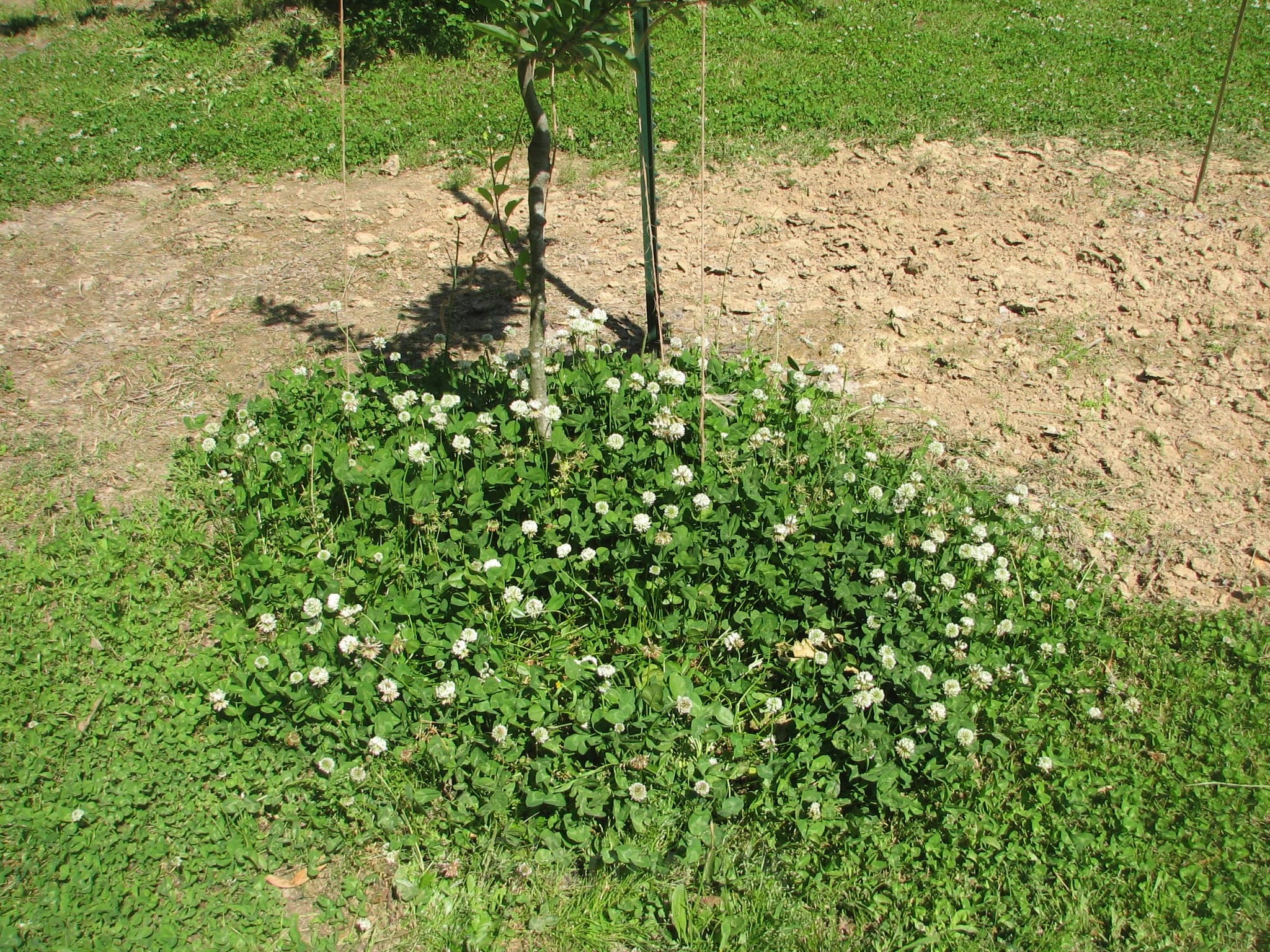 White Clover Seed - View 3