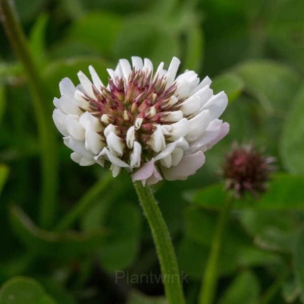 White Clover Seed - View 4