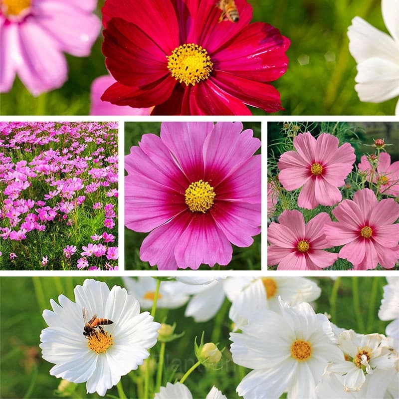 Mixed Tall Cosmos - View 1