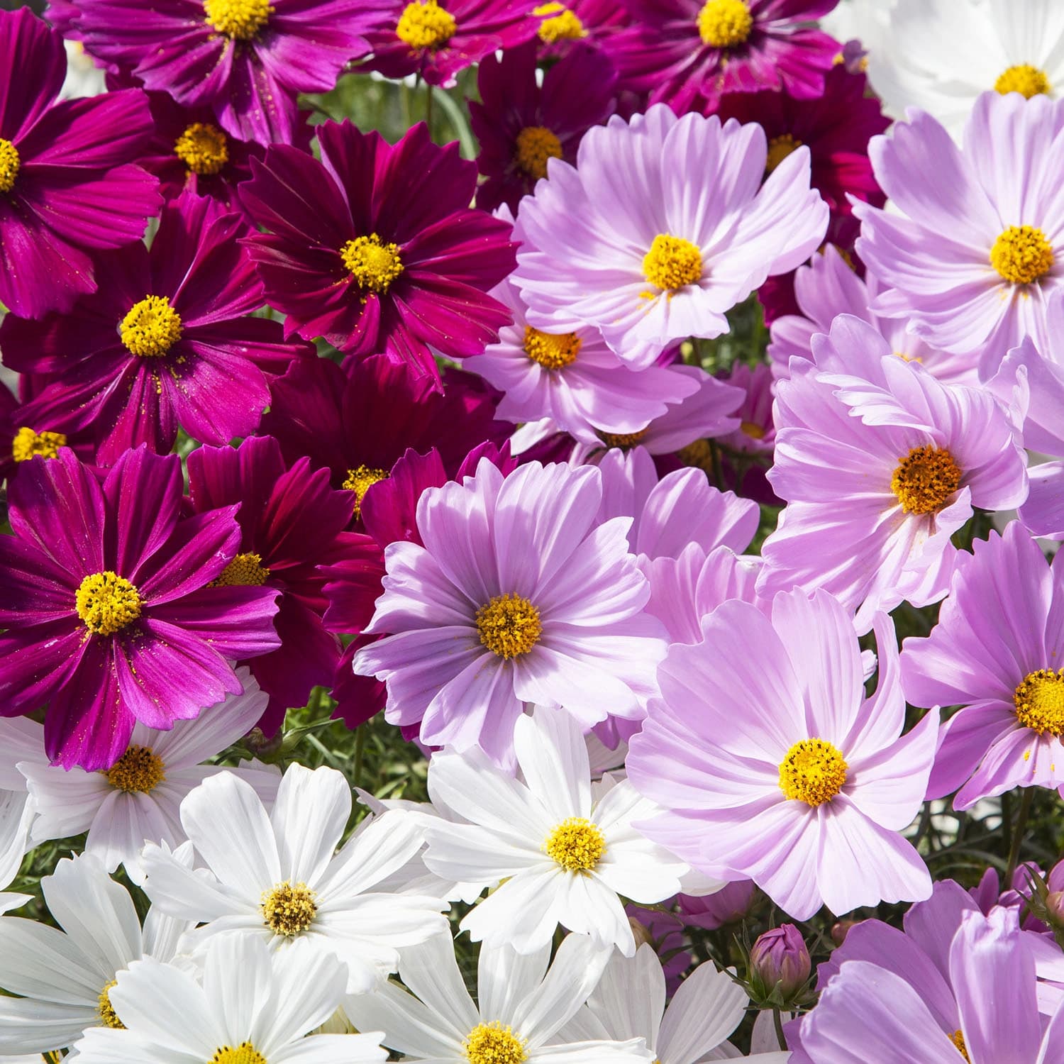 Mixed Tall Cosmos - View 2