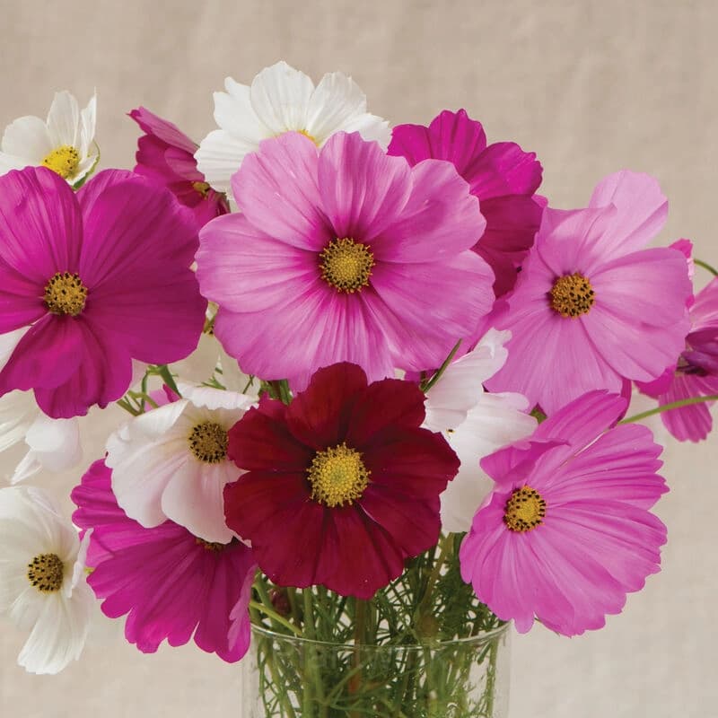 Mixed Tall Cosmos - View 3