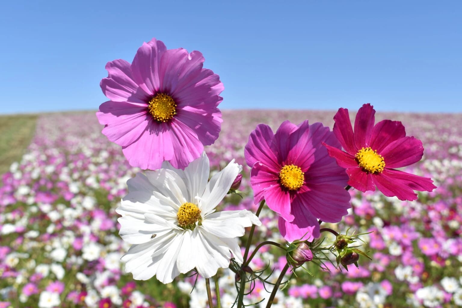 Mixed Tall Cosmos - View 4