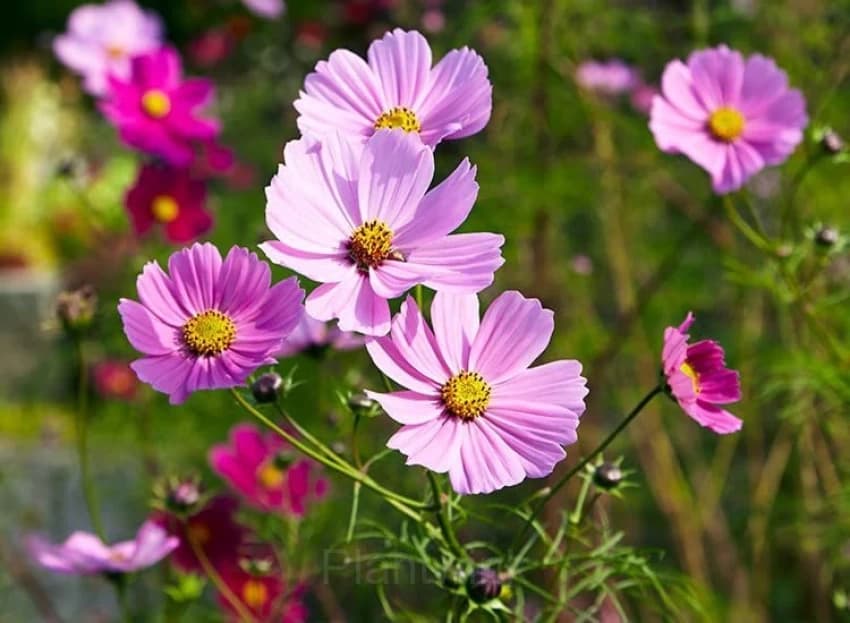 Pink Tall Cosmos - View 1