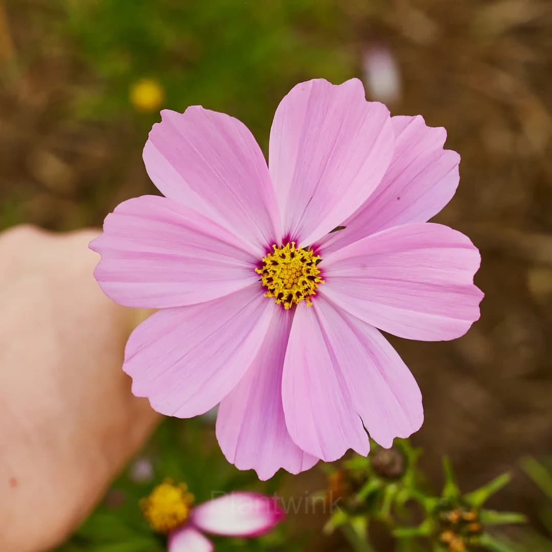 Pink Tall Cosmos - View 2
