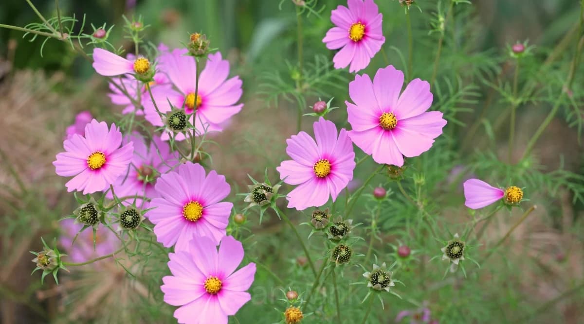 Pink Tall Cosmos - View 3