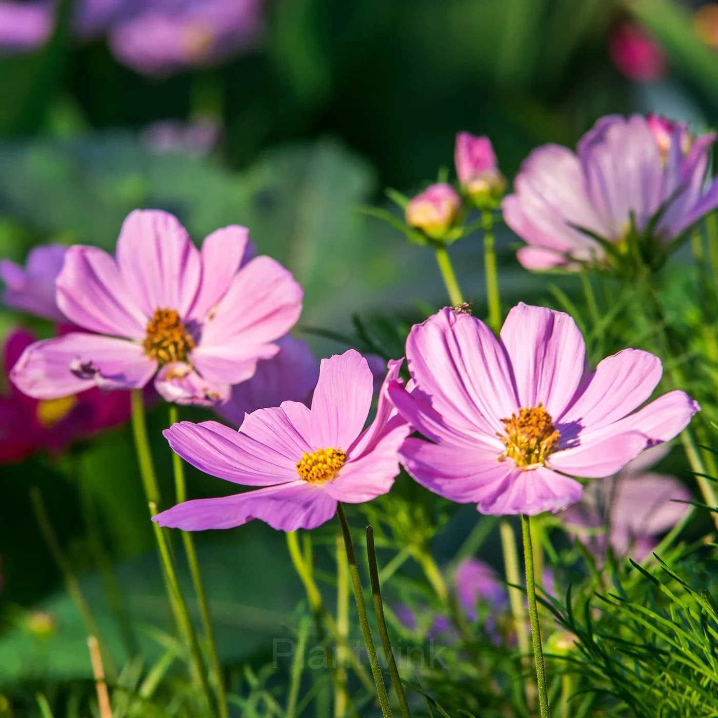 Pink Tall Cosmos - View 4