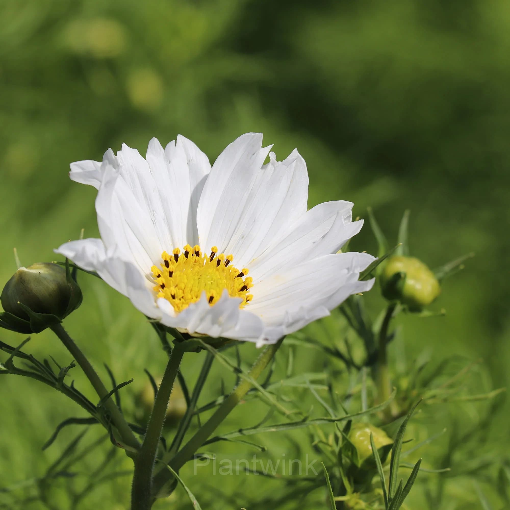 White Tall Cosmos - View 3