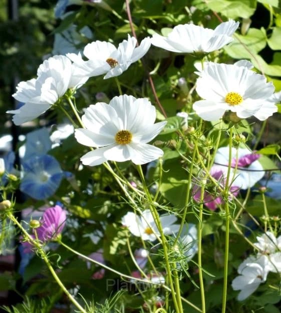 White Tall Cosmos - View 1