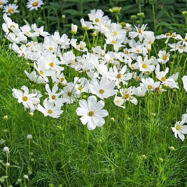White Tall Cosmos - View 4