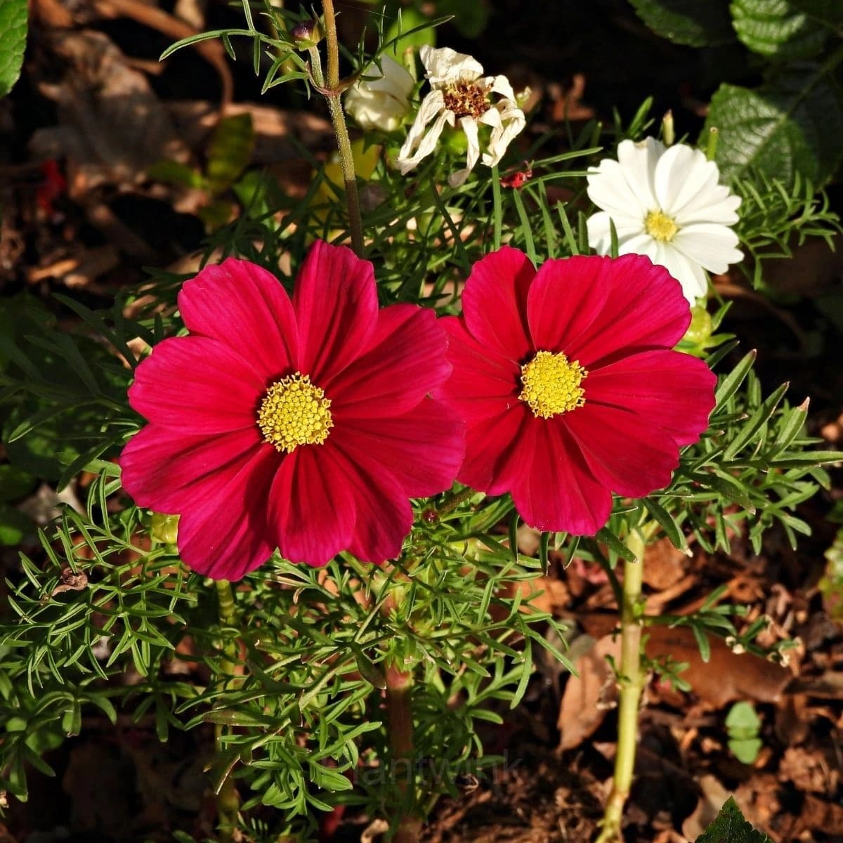 Red Short Cosmos Seed - View 2