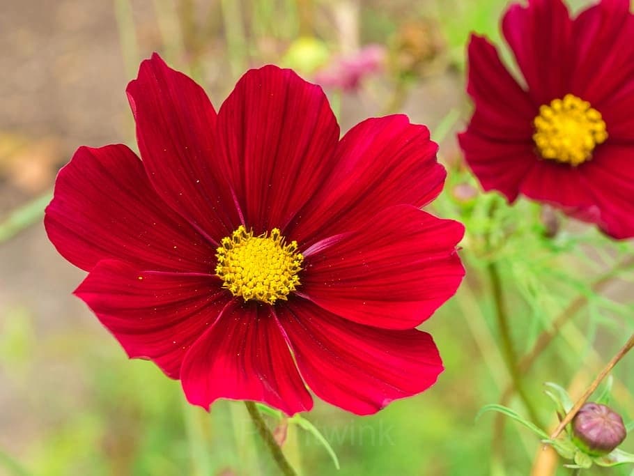 Red Short Cosmos Seed - View 3
