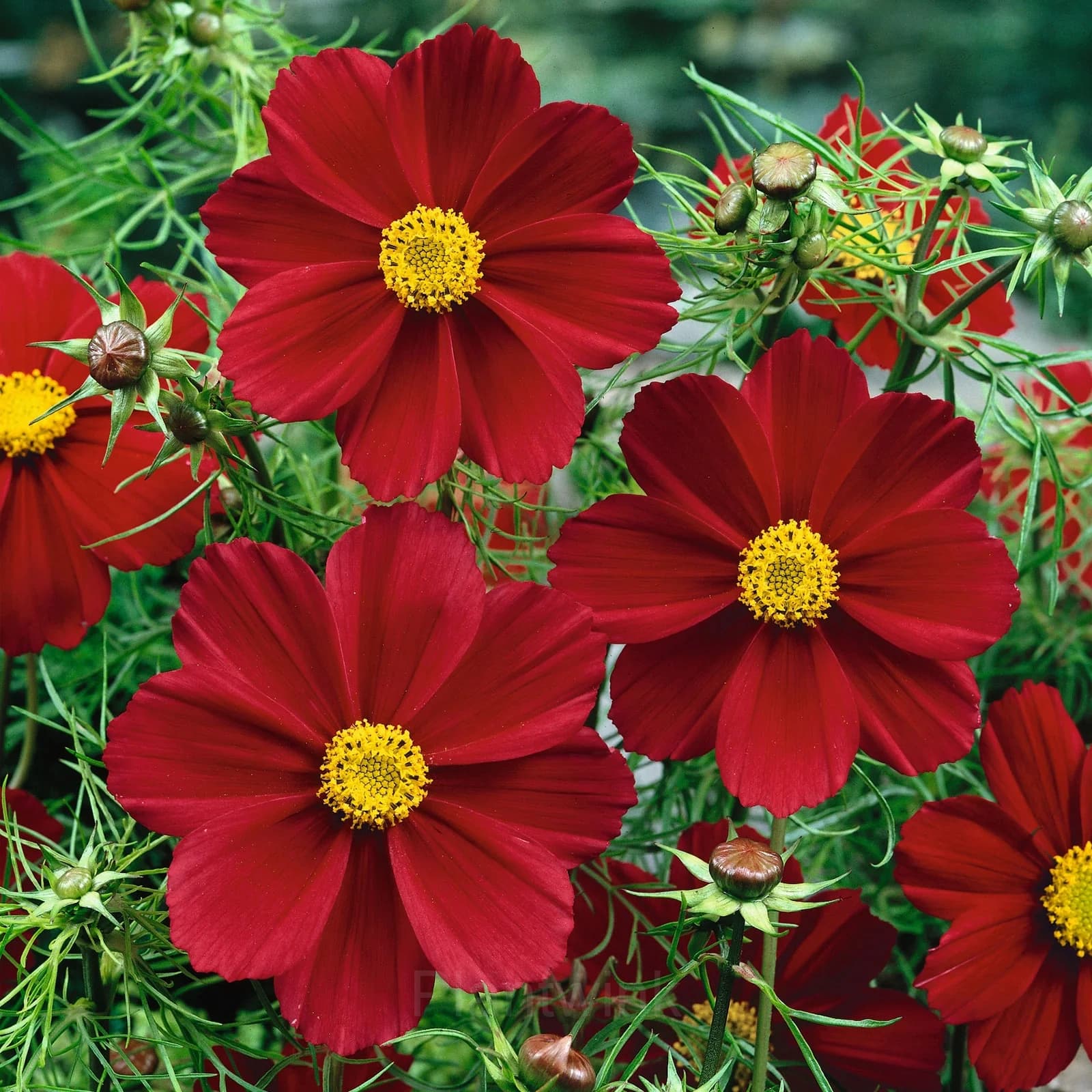 Red Short Cosmos Seed - View 1