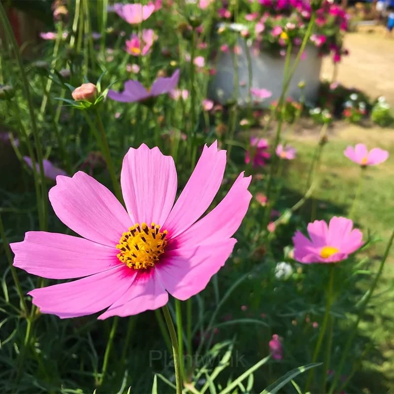 Pink Short Cosmos Seed - Alt