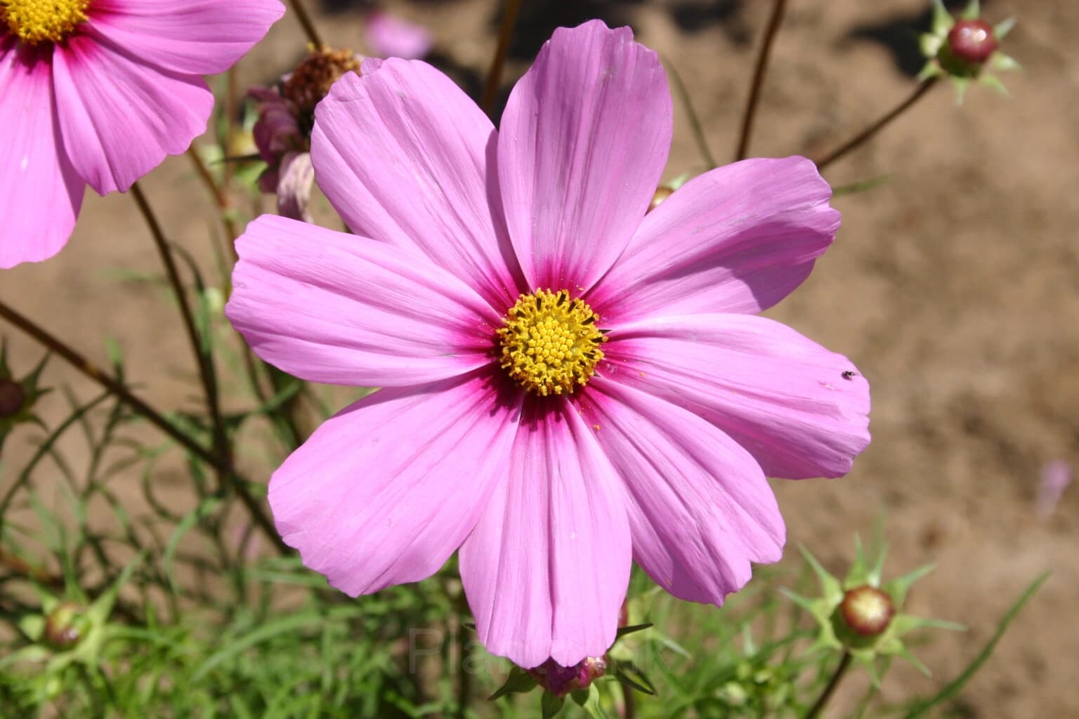 Pink Short Cosmos Seed - Main