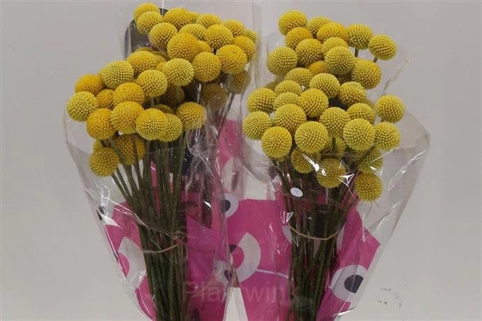 Craspedia Seed - View 3