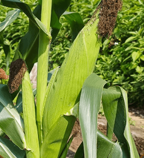Black Corn Seed - Alt