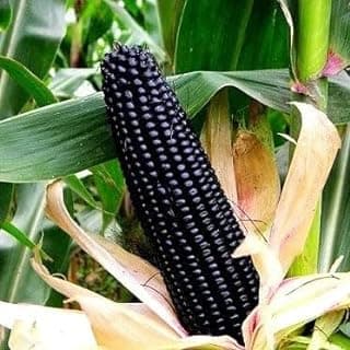 Black Corn Seed - Main