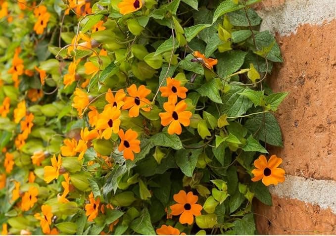 Black-Eyed Susan Vine Seeds - Alt