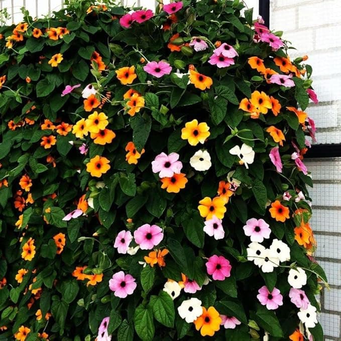 Black-Eyed Susan Vine Seeds - View 3