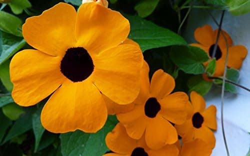Black-Eyed Susan Vine Seeds - View 4