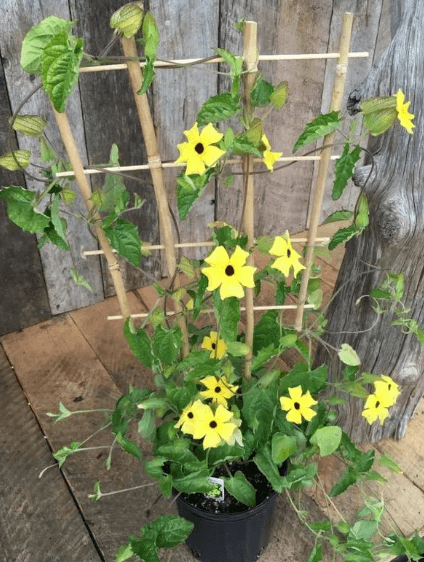 Black-Eyed Susan Vine Seeds - View 5