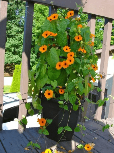 Black-Eyed Susan Vine Seeds - View 6