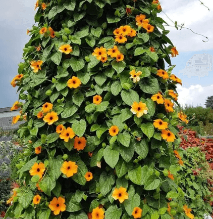 Black-Eyed Susan Vine Seeds - Main