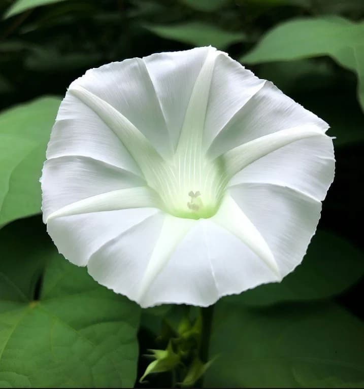 Datura Moonflower - Main
