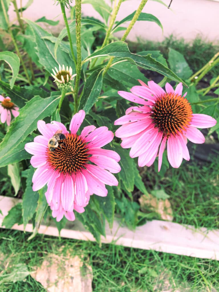 Echinacea Seed - Alt