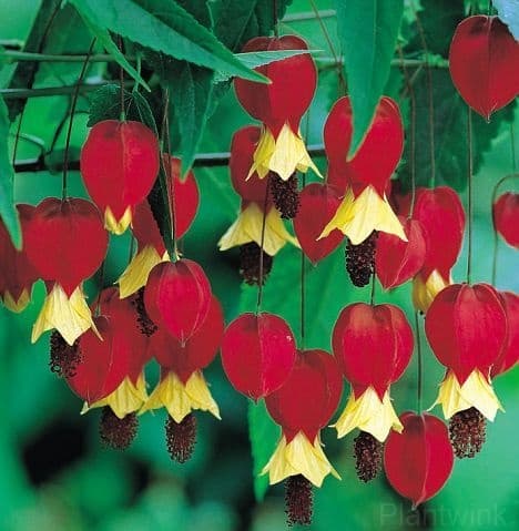 Chinese Lantern Seed - View 5