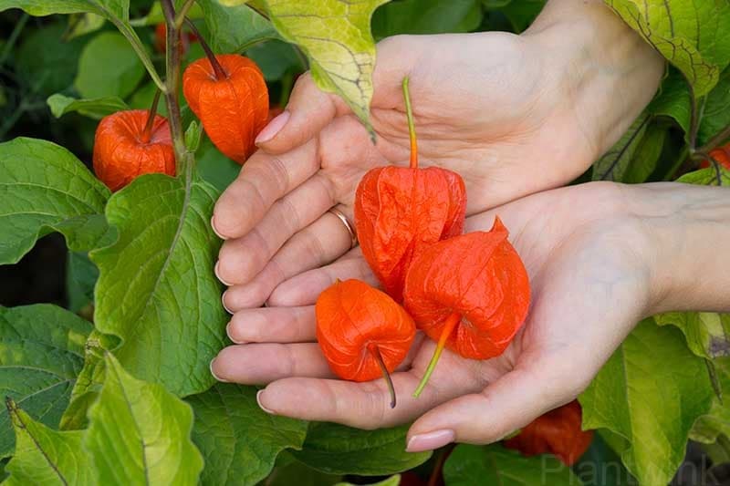 Chinese Lantern Seed - Main