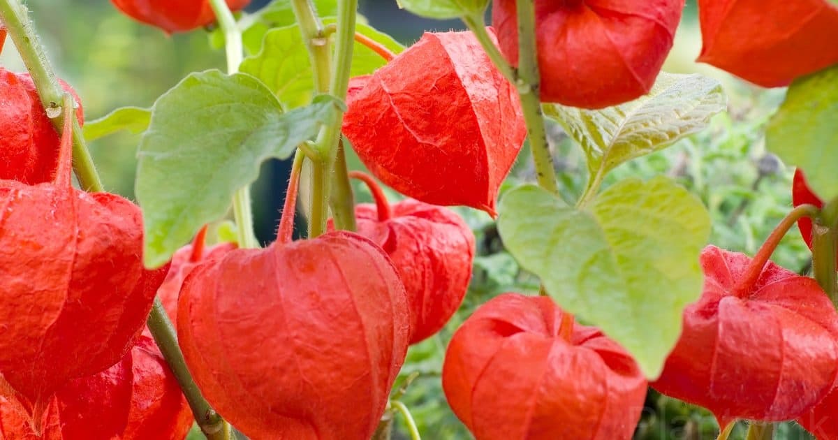 Chinese Lantern Seed - Alt