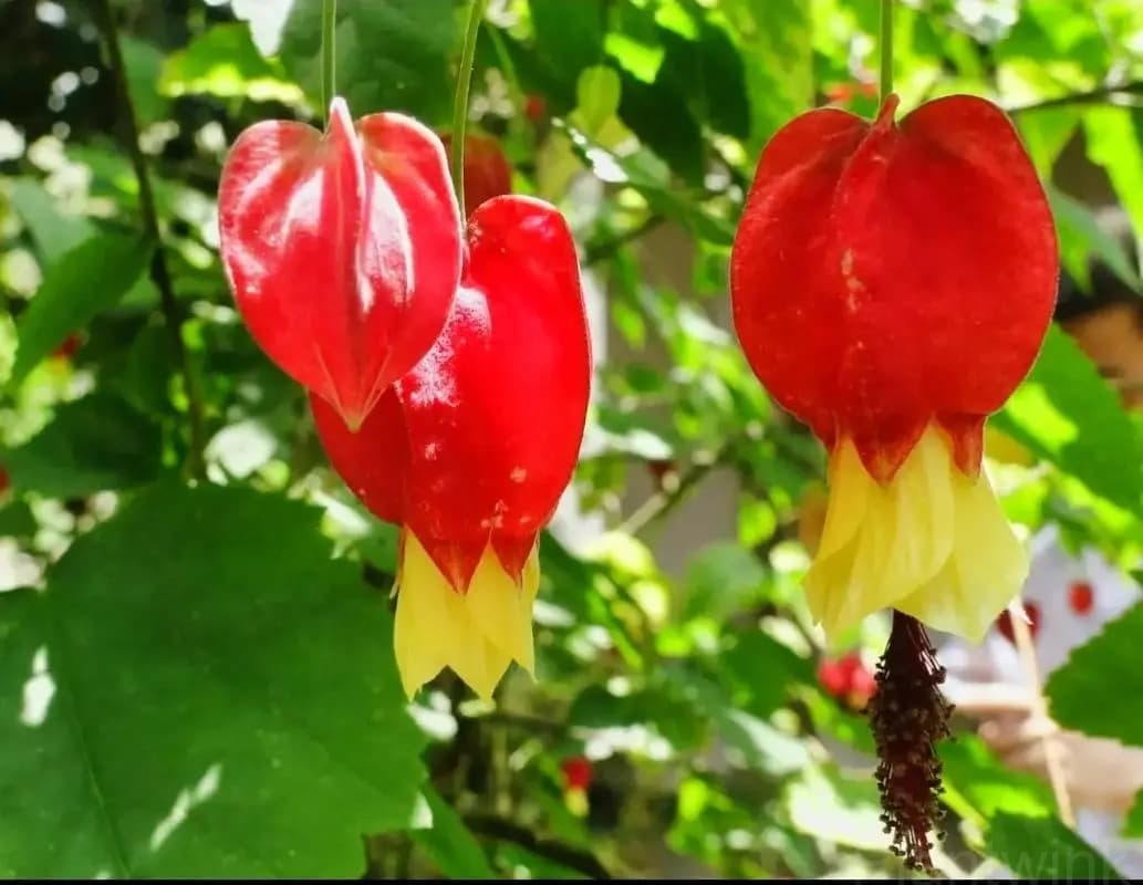 Chinese Lantern Seed - View 3