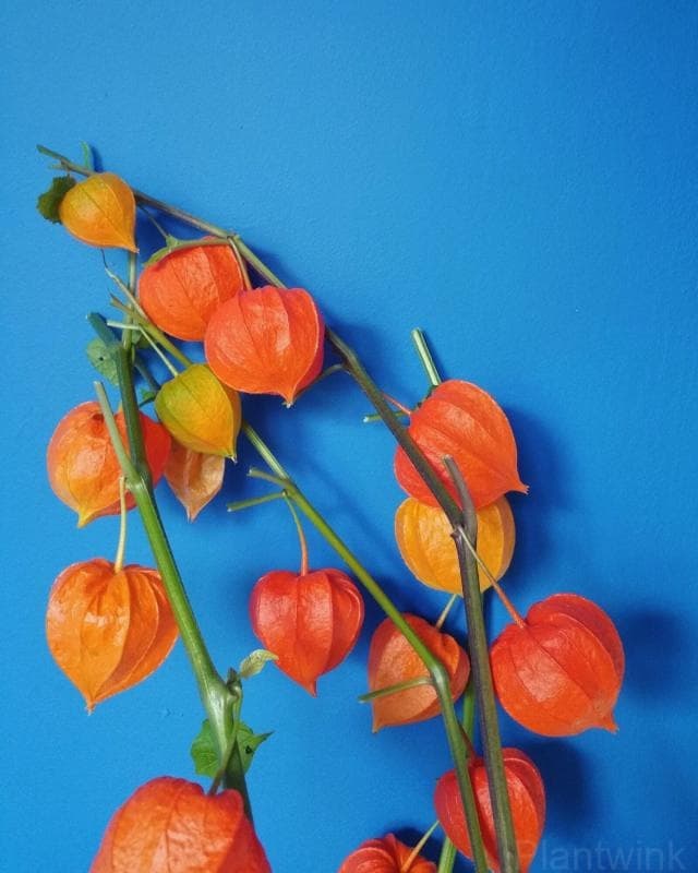 Chinese Lantern Seed - View 4