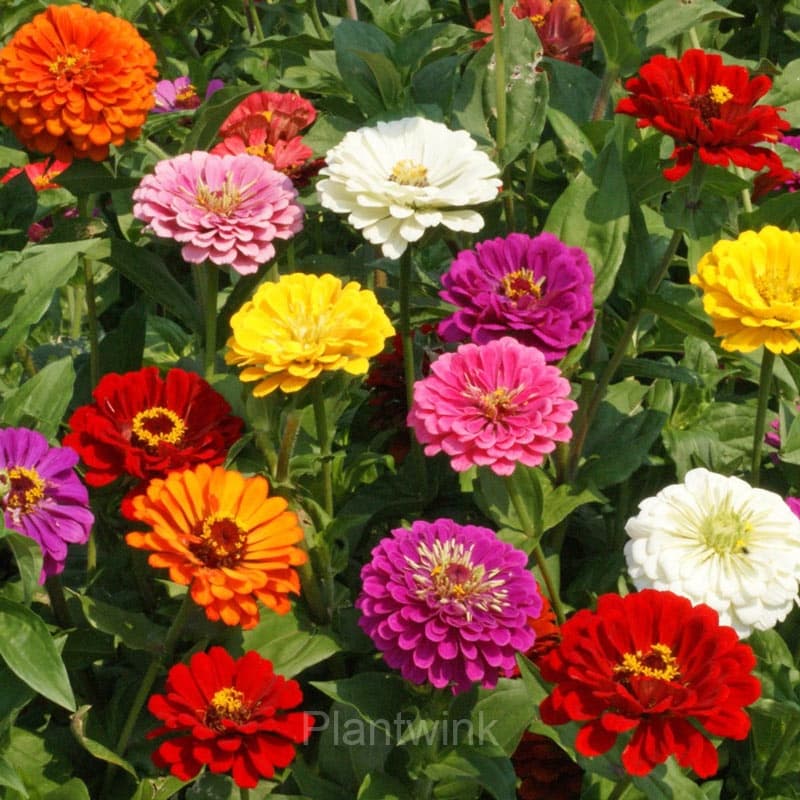 California Giants Zinnia Seed - Alt
