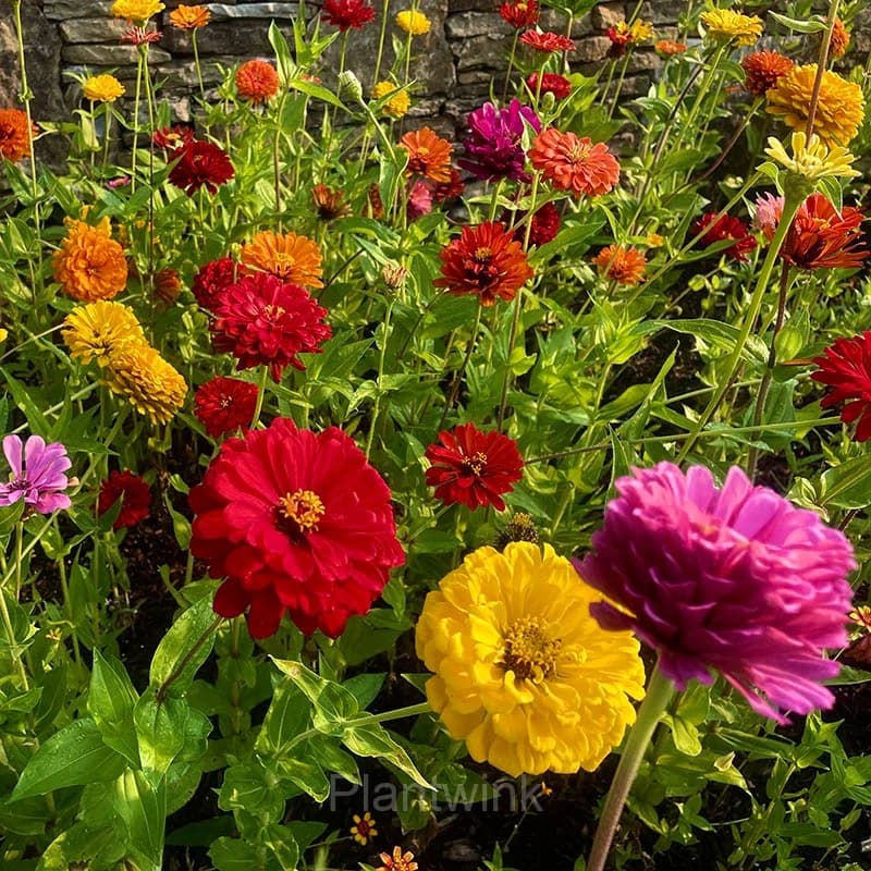 California Giants Zinnia Seed - View 3