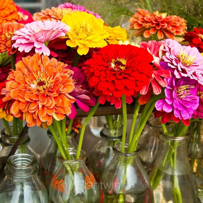 California Giants Zinnia Seed - View 5