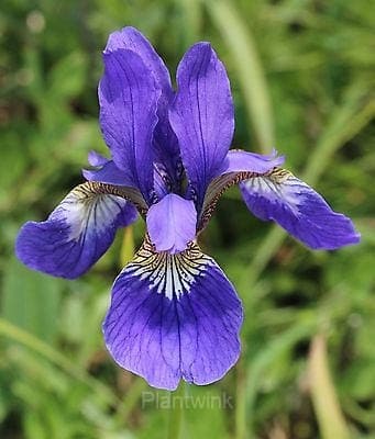 Iris Seed - Main