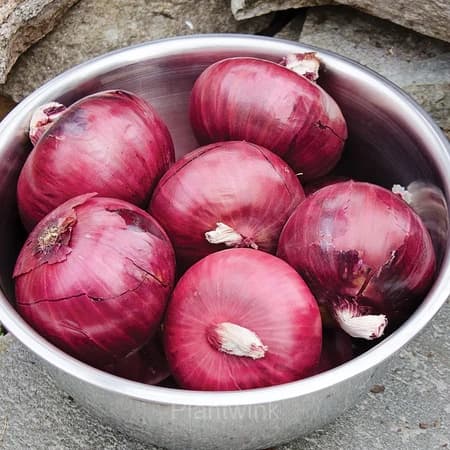 Onion Seed - View 2