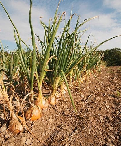Onion Seed - View 3
